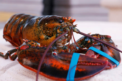 Lobster Rolls -  Maine & Connecticut