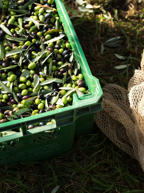 46° Parallelo Organic-100 ml