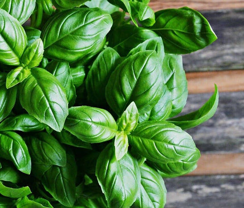 Organic aromatic basil - 200ml